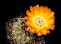 Acanthocalycium aurantiacum WR 148