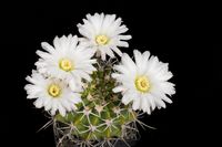 Acanthocalycium brevispinum