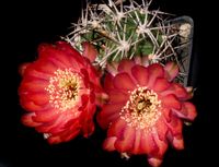 Acanthocalycium ferrarii WR 572