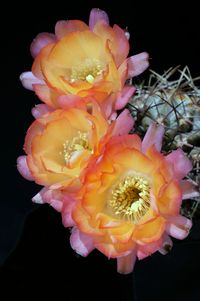 Acanthocalycium glaucum v rubiflorum