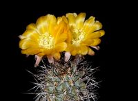 Acanthocalycium glaucum