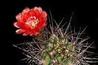 Acanthocalycium munitum DH10