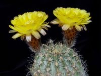 Acanthocalycium thionantum v copiapoides