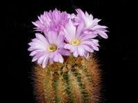 Acanthocalycium violaceum