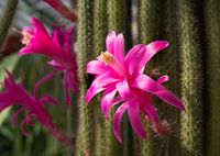 Aporocactus flagelliformis 