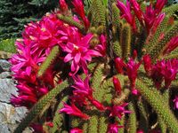 Aporocactus flagelliformis