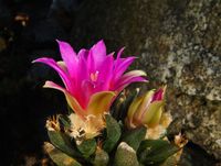 Ariocarpus agavoides X bravoanus