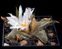 Ariocarpus confusus-ws