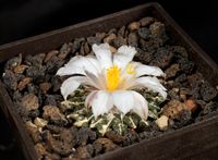 Ariocarpus kotschoubeyanus v albiflorus