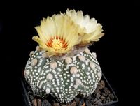 Astrophytum Hananzu Kabuto