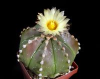 Astrophytum Hybride 2