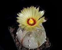 Astrophytum Hybride