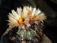 Astrophytum asterias X coahuilense