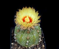 Astrophytum asterias cv Ooibo