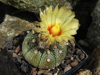 Astrophytum asterias cv Turtle