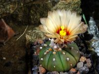 Astrophytum asterias nudum