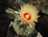 Astrophytum asterias