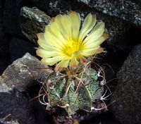 Astrophytum capricorne v crassispinus