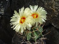 Astrophytum capricorne v niveum nudum