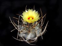 Astrophytum capricorne v niveum