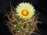 Astrophytum capricorne v senile