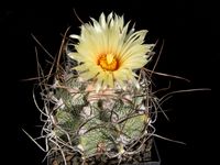 Astrophytum capricorne weisse Form