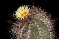 Astrophytum capricorne-adult