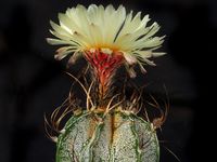 Astrophytum capricorne