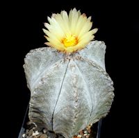 Astrophytum coahuilense