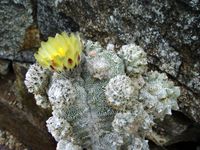 Astrophytum cv Lotus-Land