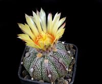 Astrophytum cv Strongylocarpum 