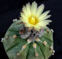 Astrophytum cv Strongylocarpum