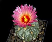 Astrophytum hyb Aka Bana C882-1