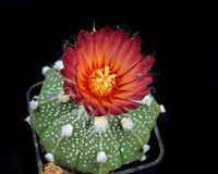 Astrophytum hyb C1312-1 