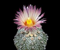 Astrophytum hyb C351-10