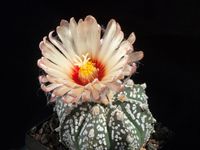 Astrophytum hyb C575-2