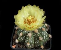 Astrophytum hyb SENAS-1