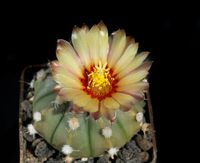 Astrophytum hyb SENAS