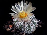 Astrophytum hyb Super Kabuto + V