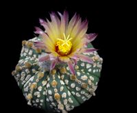 Astrophytum hyb Super Kabuto Oogata