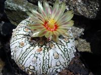 Astrophytum hyb Super Kabuto