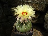 Astrophytum hyb nudum