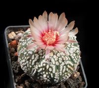 Astrophytum hyb rosa