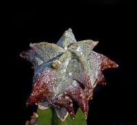 Astrophytum myriostigma cv Kikko 