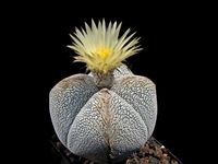 Astrophytum myriostigma cv ONZUKA C1318-3