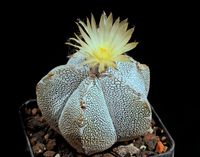 Astrophytum myriostigma cv Onzuka + V ball