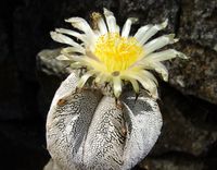 Astrophytum myriostigma cv Onzuka