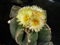 Astrophytum myriostigma nudum