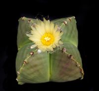 Astrophytum myriostigma quadricostatum nudum