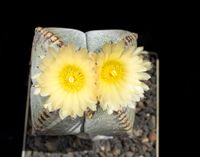 Astrophytum myriostigma quadricostatum